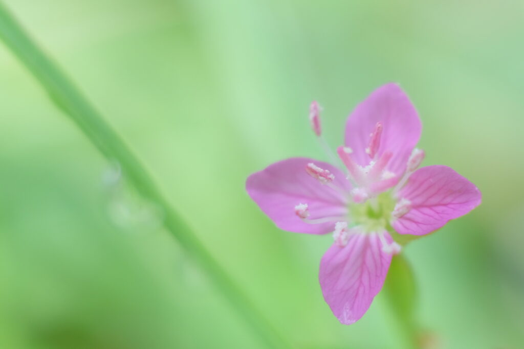 マクロ撮影したピンク色の花
